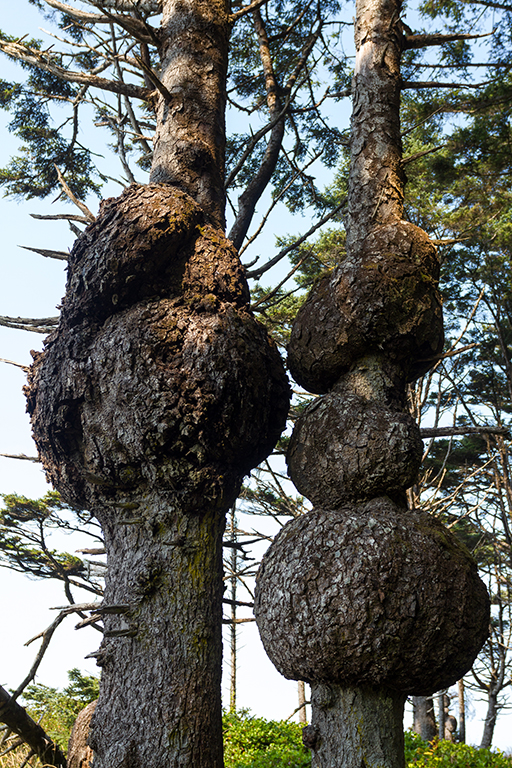 09-23 - 11.jpg - Olympic National Park, WA